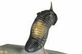 Morocconites Trilobite Fossil - Multi-Toned Shell Coloration #339442-3
